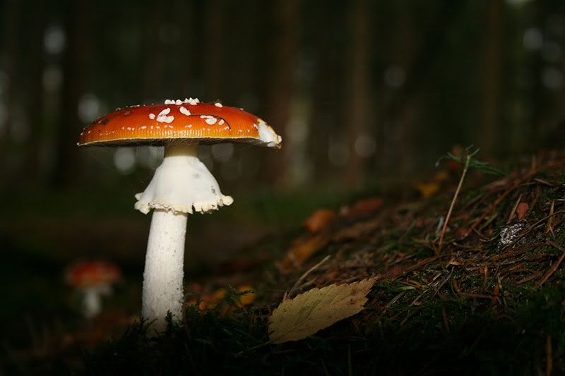 Fotografie