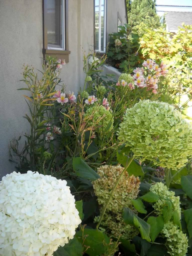 Hydrangea 'Annabelle' and Oakleaf