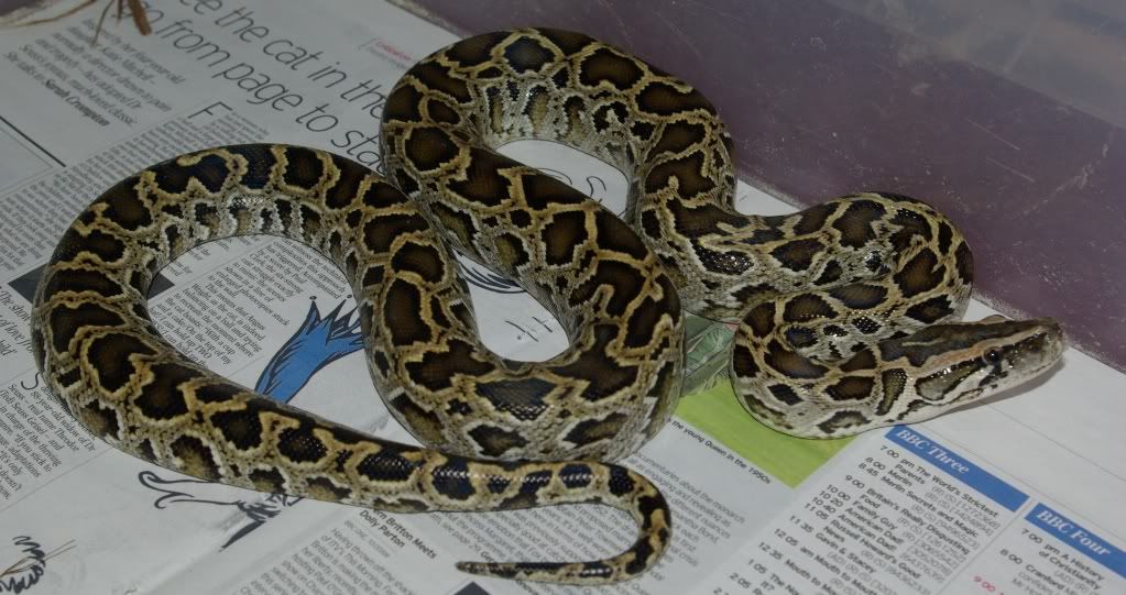 SE England For sale Dwarf Burmese Python (Sussex) Reptile Forums