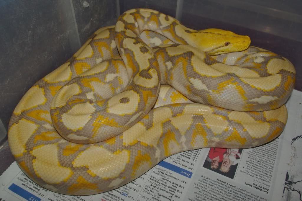 Purple Reticulated Python