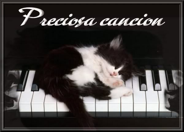 GATOENPIANO.jpg picture by VIUMOR18