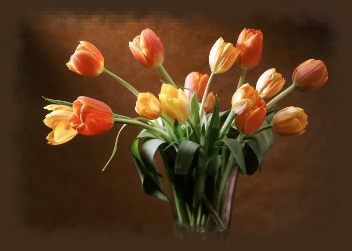 TULIPANES.jpg picture by VIUMOR18