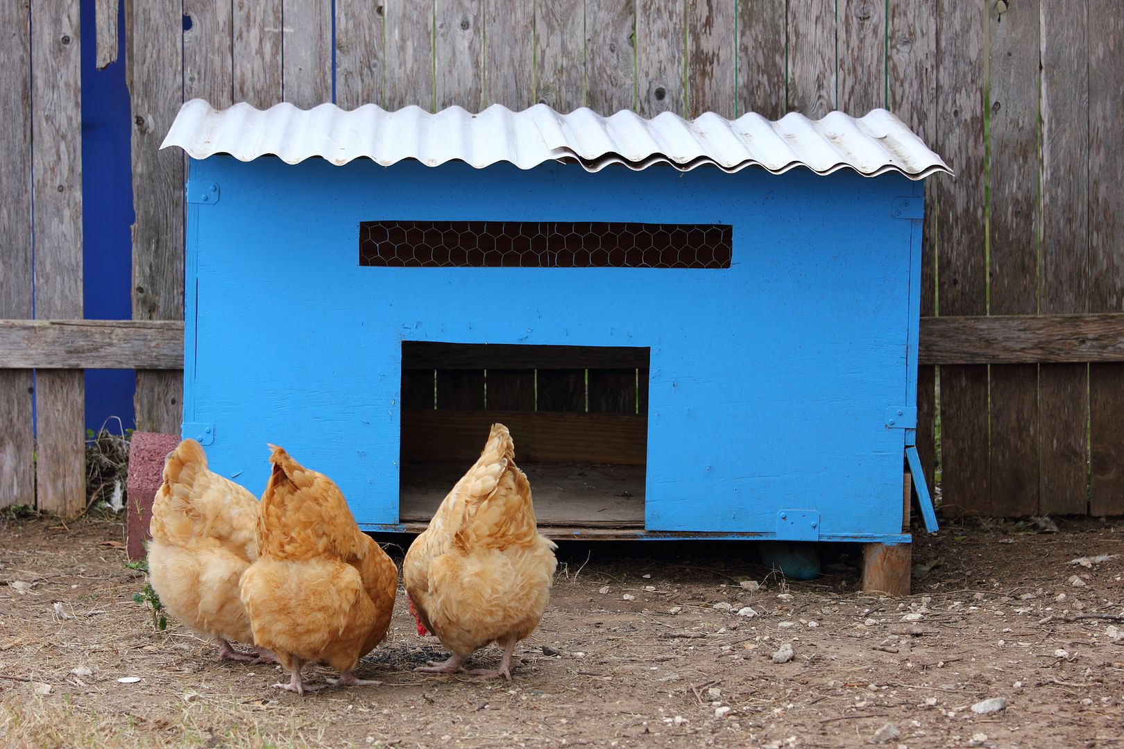 Chicken Coops Picture3