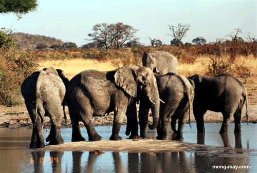elephants_water_hole3.gif